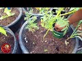 Becoming Self-Sufficient In A Tiny Space Garden! Small Space Gardening In My Jamaican Backyard