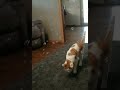 Some videos of my cat