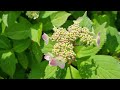 수국꽃 이제 시작인데... 이렇게 아름다워도 되나요? A few hydrangeas are starting to bloom, and they are so beautiful