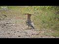 Beautiful Bird Hoopoe (মোহনচূড়া)