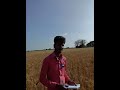 Borlaug 2020 performance on field_ Wheat zone, Nepal