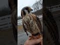 American Kestrel being trained to be educational ambassador