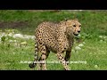 Cheetah | Animal Facts Series | Episode 26