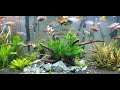 Planted Community Fish Tank with Roseline Sharks. Beautiful schooling fishes