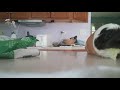 My guinea pig doing a cute trick!