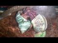 Caribbean Hermit Crab Changing Shells