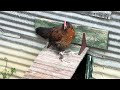 Chicken Coop Cam Part 3 of 4: Victure HC300 Trail Camera July 25-26, 2024