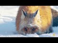 Red Fox Hilariously Pounces Headfirst Into Snow