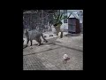 ❤️😹 So Funny! Funniest Cats and Dogs 2024 🐕🐕 Funniest Animals 2024 #15