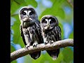 Owls and their importance to our world