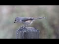 The remarkable variation of tufted titmouse call.