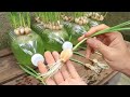 Breeding method to grow garlic quickly to harvest