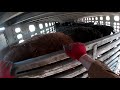 Sorting fat cattle out of our monoslope barn and loading cattle into a semi trailer POV  2.0