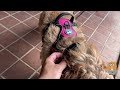 DINJOO Smart Bark Training Collar Review
