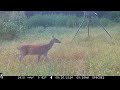 Deer Feeder Cam: Browning Spec Ops Edge Trail Camera Aug. 8-26, 2024