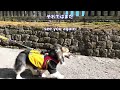 愛犬と行く日光東照宮　Nikko Toshogu Shrine with my dog