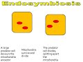 Organelles of the Cell