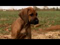 Rhodesian Ridgeback Pup Unleashes His Hunting Instincts | Too Cute!