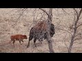 Bison Calves at Custer State Park (via Zoom Lens)