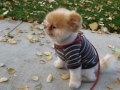 Boo The Worlds Cutest Dog