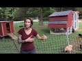 Beginners Guide To Raising BACKYARD CHICKENS