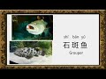 汉语学习 | Fish names in Chinese