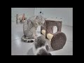 😻 TRY NOT TO LAUGH 🐱😸 Funniest Animals 2024 😻😹