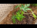 Care of Papaya Plant || How to Grow and Care Papaya Plant || पपीते की पौधे की देखभाल ||Fun Gardening