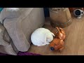 House Rabbit Beats Up Dog