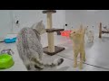 Best Cats and Dogs Videos ❤️ Funniest Animals 2024 😹
