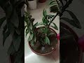 devil's backbone/zigzag/pedilanthus plant ki repotting & details video ☘️☘️