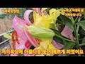 1480회. 저의옥상에 아름다운 꽃이 비바람어 백합꽃이 스러지고 뿌러저 다시세워줬어요 예쁜아이들이.