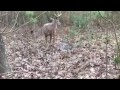 Deer let's me walk up and pet him