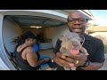 How To Deworm Puppies At 2 Weeks Old: 1st Weigh In: XL  American Bully Puppies