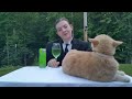 when reviewbrah laughs at his cat