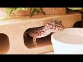 【494】 A day in Leopard Gecko.【Angel's growth record】レオパのいちにち。【エンジェルの成長記録】