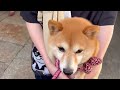 【香川vlog】｜愛犬と行く春の香川旅行｜こんぴらさん｜まんのう公園のネモフィラ｜