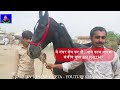 बिकाऊ घोड़े - पार्ट 34 Balotra Horse Market 2024 Tilwada Pashu Mela Horse Sale Price Video