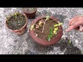 आपकी कटिंग क्यों मर जाते है | अचूक तरीका जरूर देखे | How to Grow Cutting of Plants | कटिंग कैसे लगाए