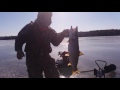 Big lake trout Maine