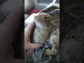 Failed Bunny Resuscitation :(