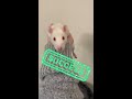 How To Pick Up A Pet Rat 🐀❤️