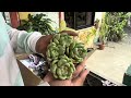 Succulent Unboxing Part 2!!