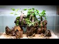 Nano Ginseng Bonsai Tree Island Paludarium