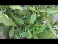 Grow chilli plant in wast material secret of heavy fruiting in chilli plant