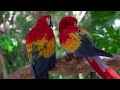 intelligent  as a  4 years old kid Macaw facts tan inteligente como un niño,