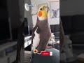 Monty The Naughty Cockatiel's weekly moments. ❤️❤️part 61❤️❤️ #monty #viral