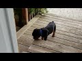 9 Week Rottweiler Puppy