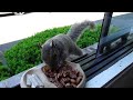Alpha squirrel disciplines a greedy squirrel