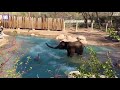 Sassy goose doesn't back down when intimidated by elephant in zoo - Daily Mail